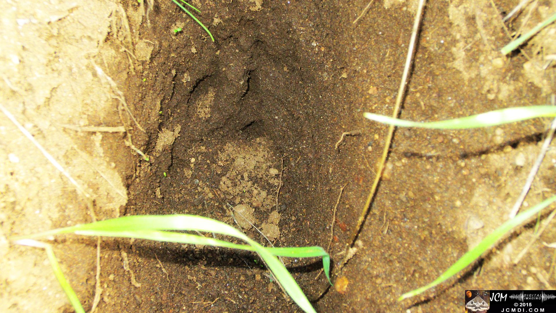 Whitney Canyon dig hole by badger skunk or raccoon